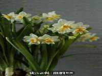 江阴鹏展食品商贸有限公司