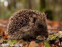 江阴鹏展食品商贸有限公司